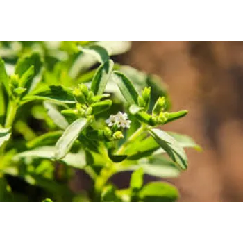 Organic Dried Stevia Leaves