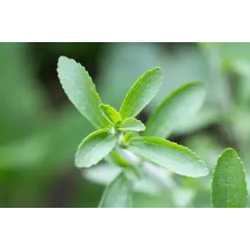 Organic Dried Stevia Leaves