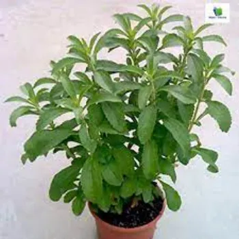 Common Stevia Plant