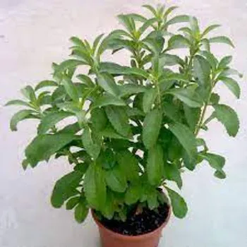 Fresh Stevia Plants