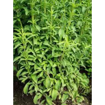 Common Stevia Plants