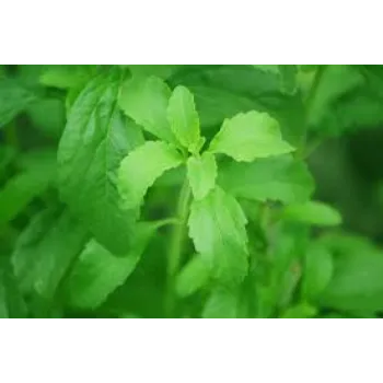 Organic Stevia Plant