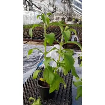 Green Stevia Plants