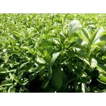 Stevia Plants