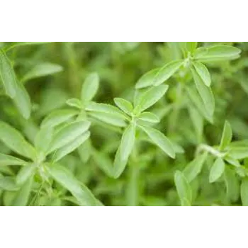 RAJESWARI NURSERY Stevia Plants