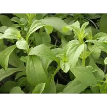 Natural Stevia Plants