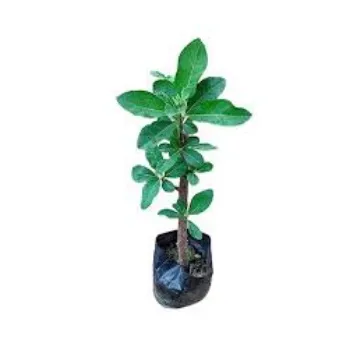 Natural   Stevia Plants