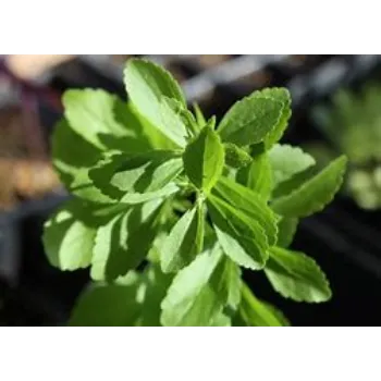 Stevia Plants