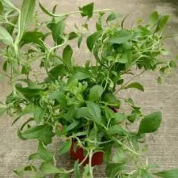 Green Stevia Plants