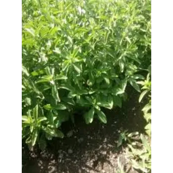 Natural Stevia Plants