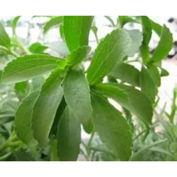 Stevia Plants