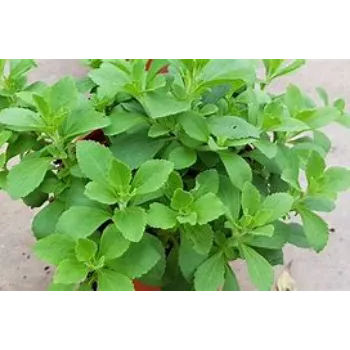 Stevia Plants