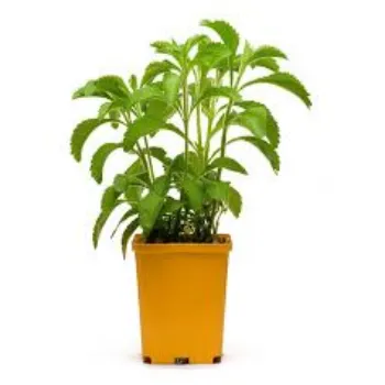 Green Stevia Plants