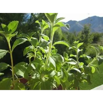 Stevia Plants