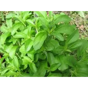 Natural Stevia Plants
