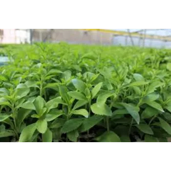 A.p. Flower Mart  Stevia Plants