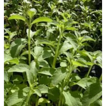 Natural Stevia Plants