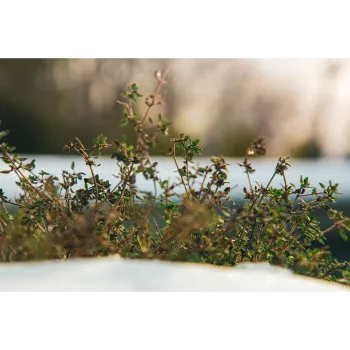 Common Stevia Plants