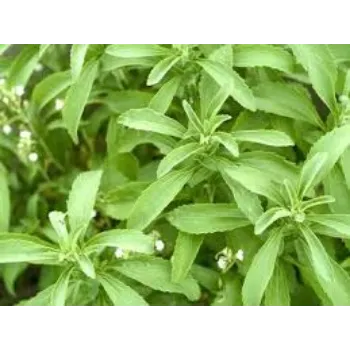 Organic Stevia Leaves