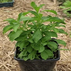 Natural Stevia Plants