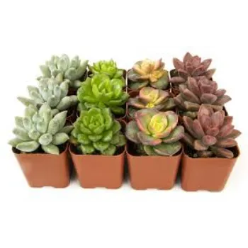 Succulent Plant