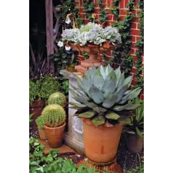 Natural Succulent Plant