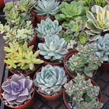 RAJESWARI NURSERY Succulent Plant