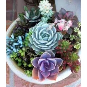 colorful Succulent Plant