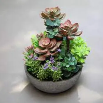 Roshni Agri forestry Succulent Plant