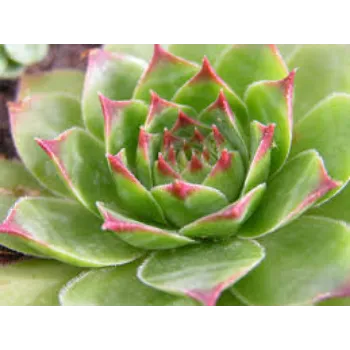 Natural  Succulent Plant