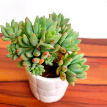 Natural Succulent Plant