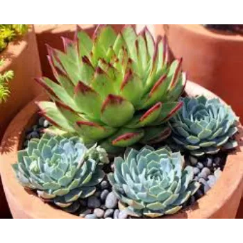 colorfull  Succulent Plant