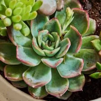 Natural Succulent Plant