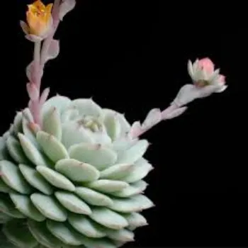 A.p. Flower Mart  Succulent Plant