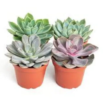 Natural Succulent Plant