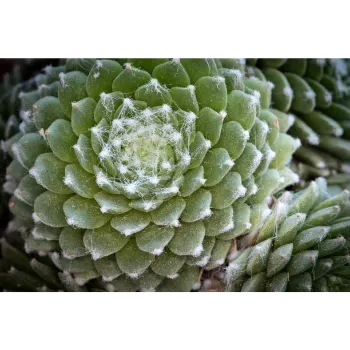 Succulent Plant