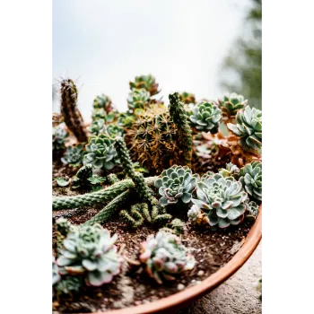  Succulent Plant