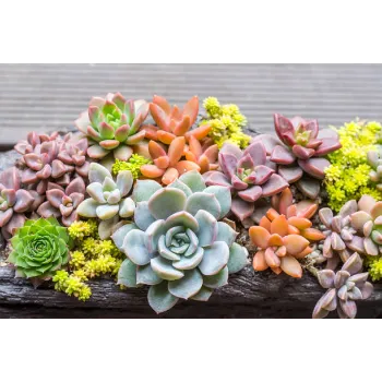 Succulent Plant