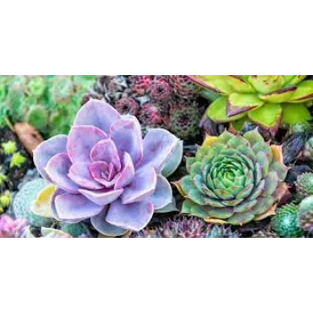 Succulent Plant