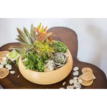 Rare Succulent Plant