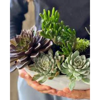 Organic Succulent Plant