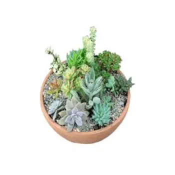 Common  Succulent Plant