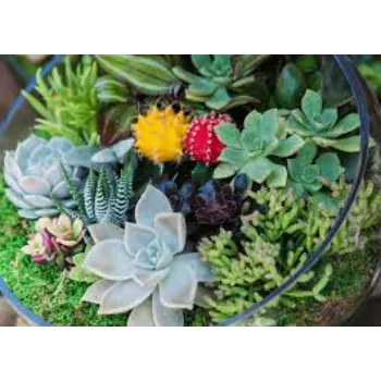 Natural  Succulent Plant