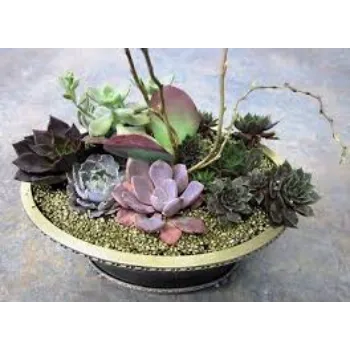Natural Succulent Plant