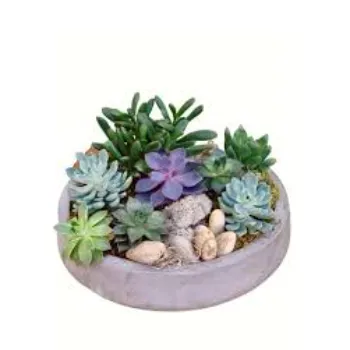 Succulent Plant