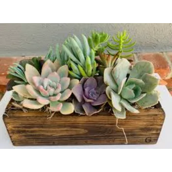Natural Succulent Plant