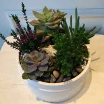 Natural Succulent Plant