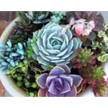  Succulent Plant