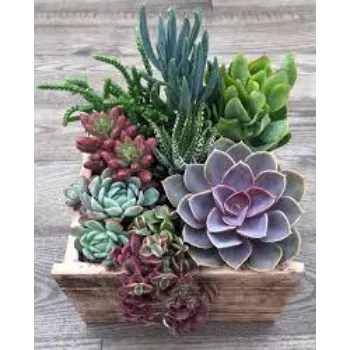 Organic Succulent Plant