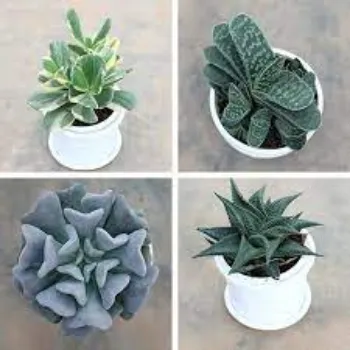 Organic Succulent Plant